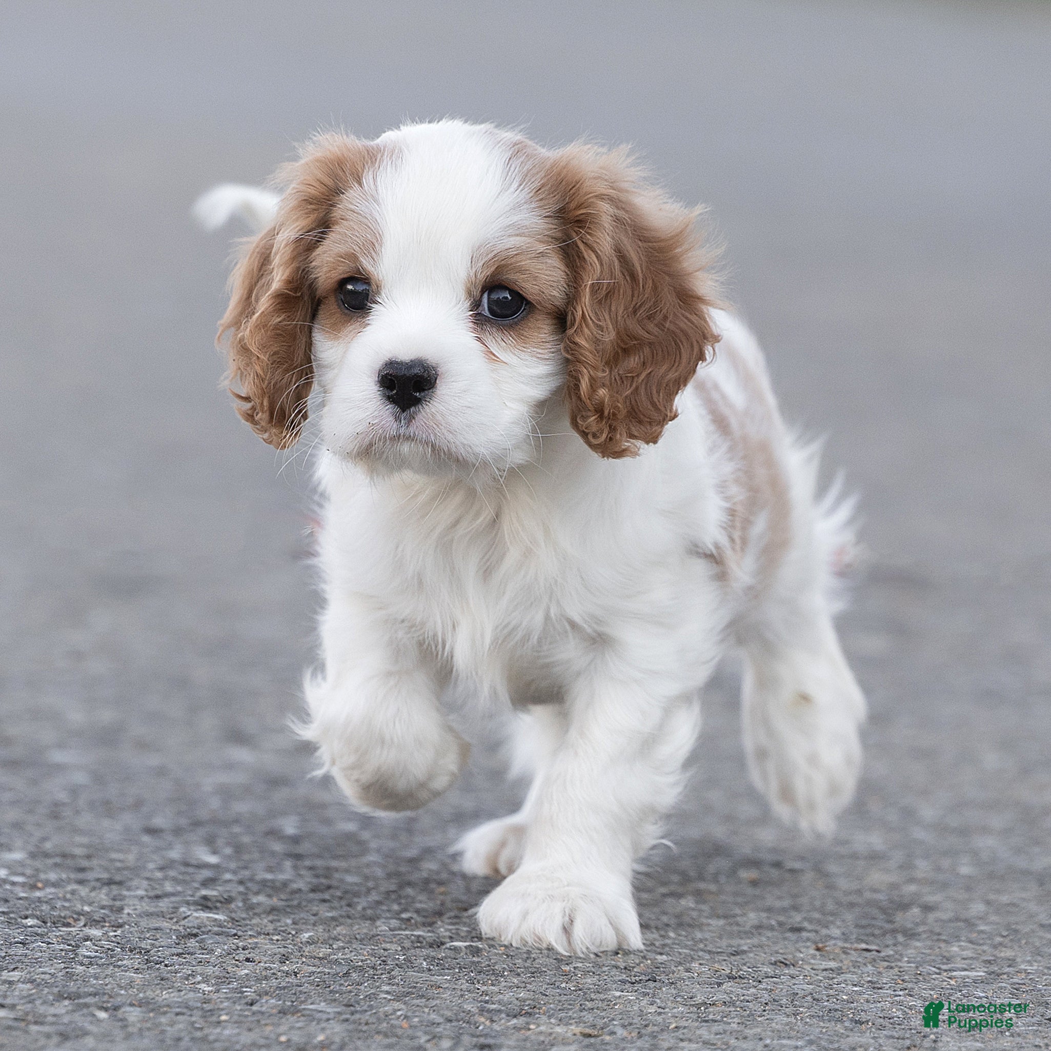 Cavalier King Charles Spaniel dogs for sale: Ben Cavalier King Charles Spaniel  - Ad 1