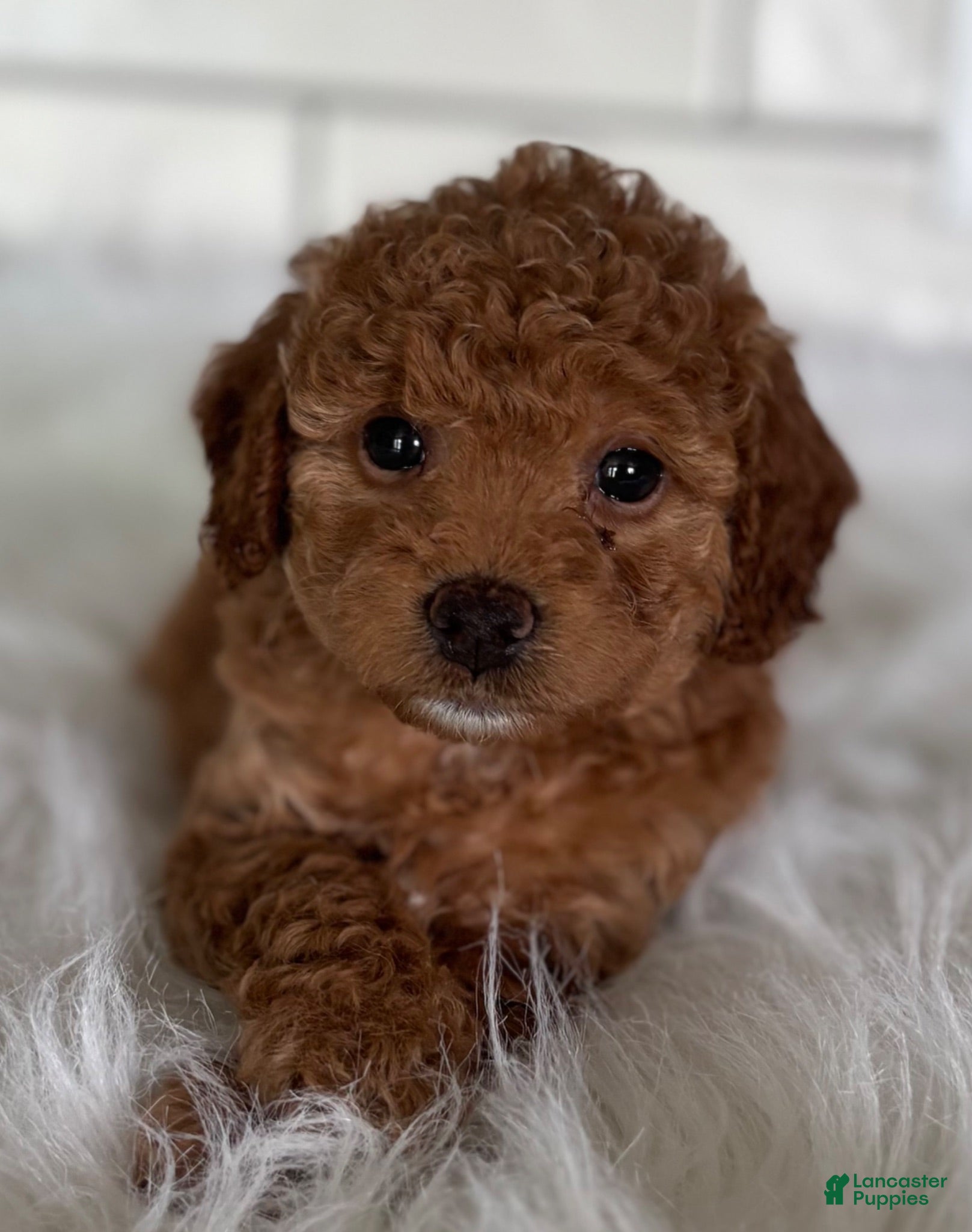 Mini Goldendoodle dogs for sale: Haven - Ad 2