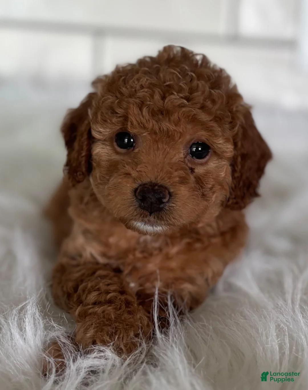 Mini Goldendoodle dogs for sale: Haven - Ad 1