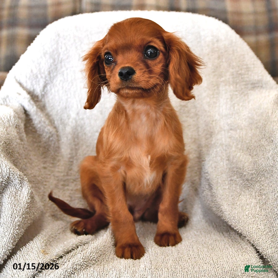 Cavalier King Charles Spaniel dogs Pansy - Ad 2