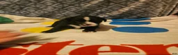 Border Collie dogs for sale: Girly - Ad 5