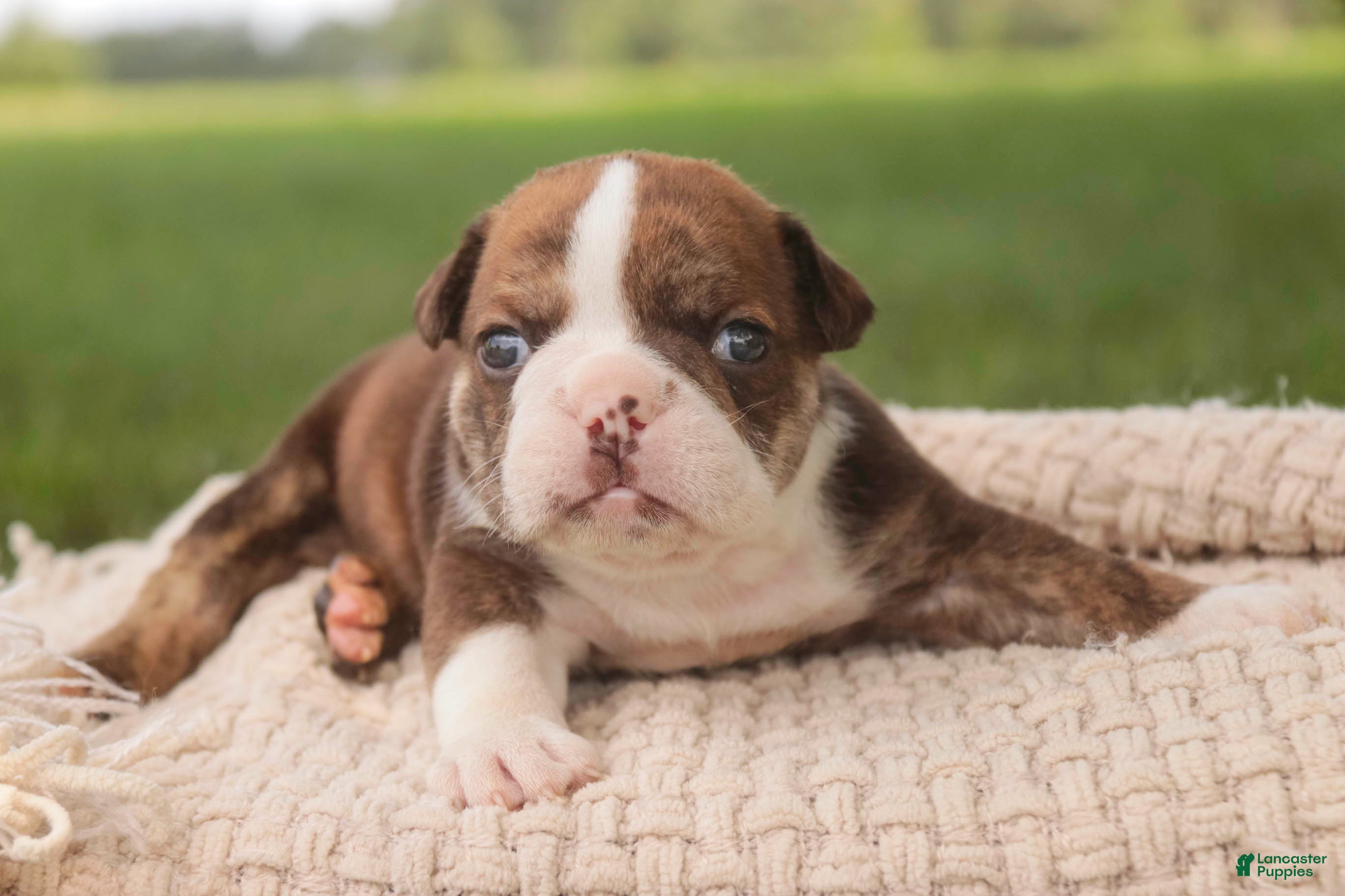 English Bulldog dogs Raelynn English Bulldog  - Ad 2
