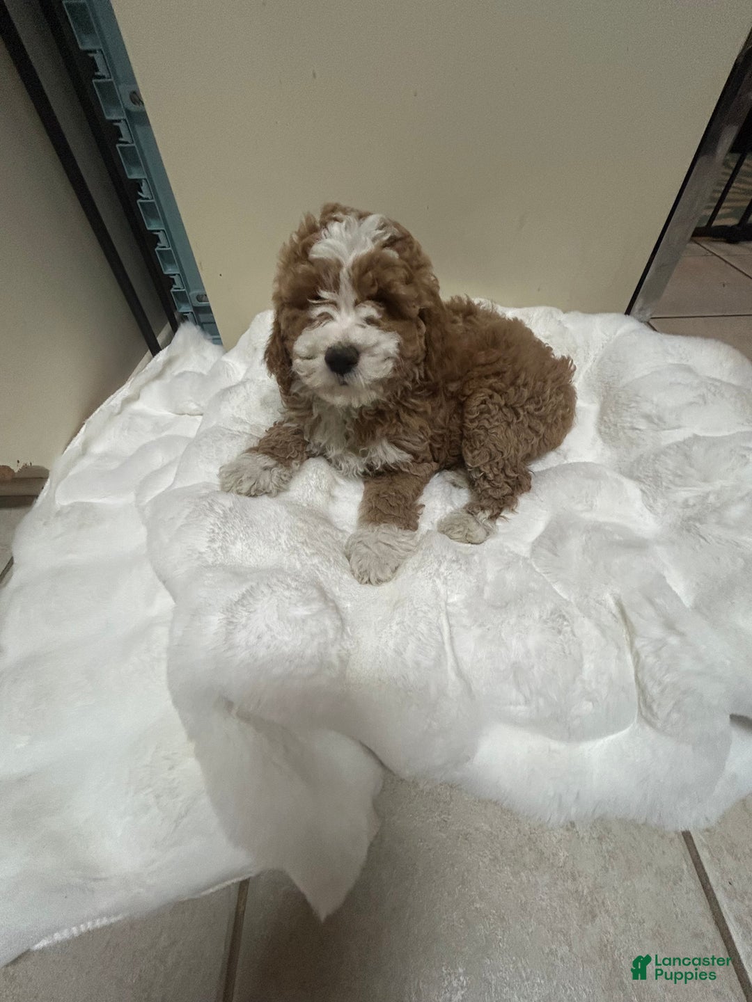 Mini Goldendoodle dogs for sale: Petite Tuxedo Mini Goldendoodle Miss Perfection - Ad 2