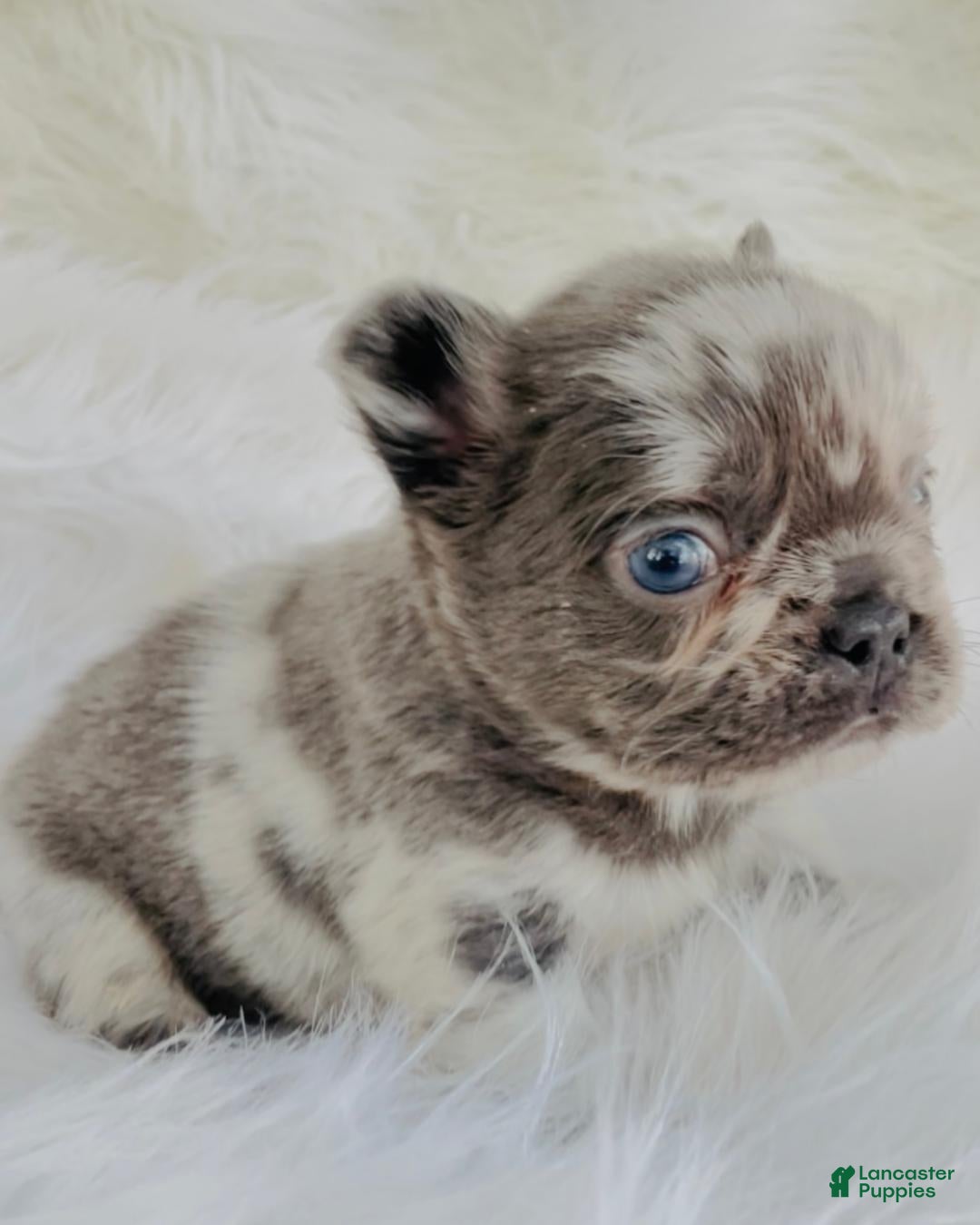 French Bulldog dogs for sale: Mini Fluffy French Bulldog Puppy 1 - Ad 1