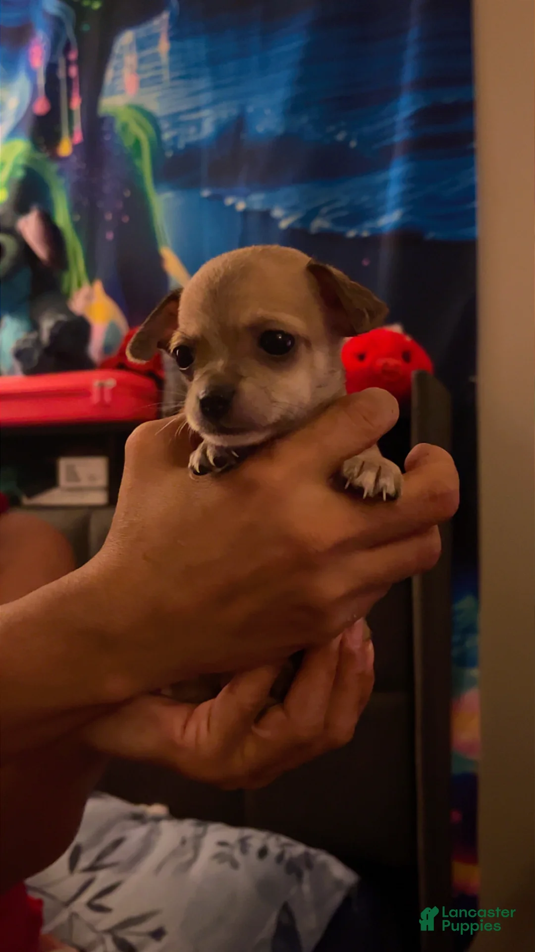 Mixed Breed dogs for sale: Mixed Breed 1 - Ad 1
