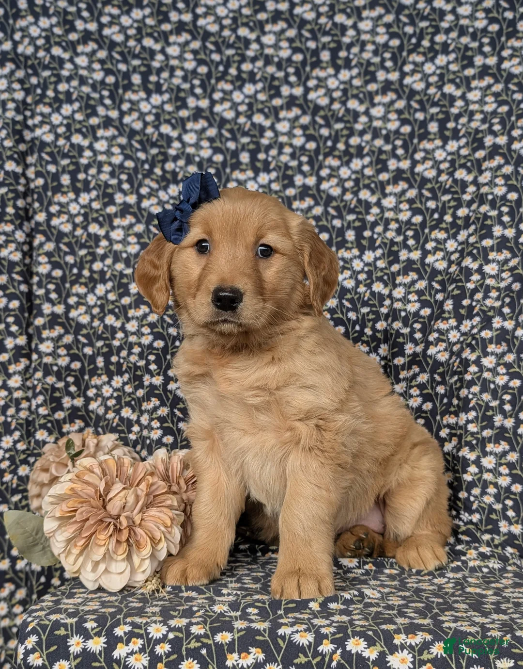 Golden Retriever dogs for sale: Jackie - Ad 1