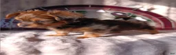 Yorkshire Terrier dogs for sale: Yorkshire Terrier Puppy 2 - Ad 4