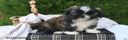 Shih Tzu dogs for sale: Chocolate - Ad 4