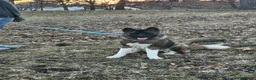 Akita dogs for sale: Akita Puppy 1 - Ad 8