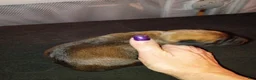 Mixed Breed dogs for sale: Mixed Breed 1 - Ad 16
