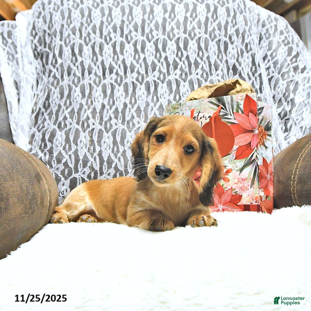 Miniature Dachshund dogs for sale: Aspen - Ad 1
