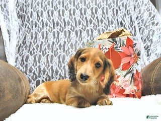 Miniature Dachshund dogs Aspen - Ad 27