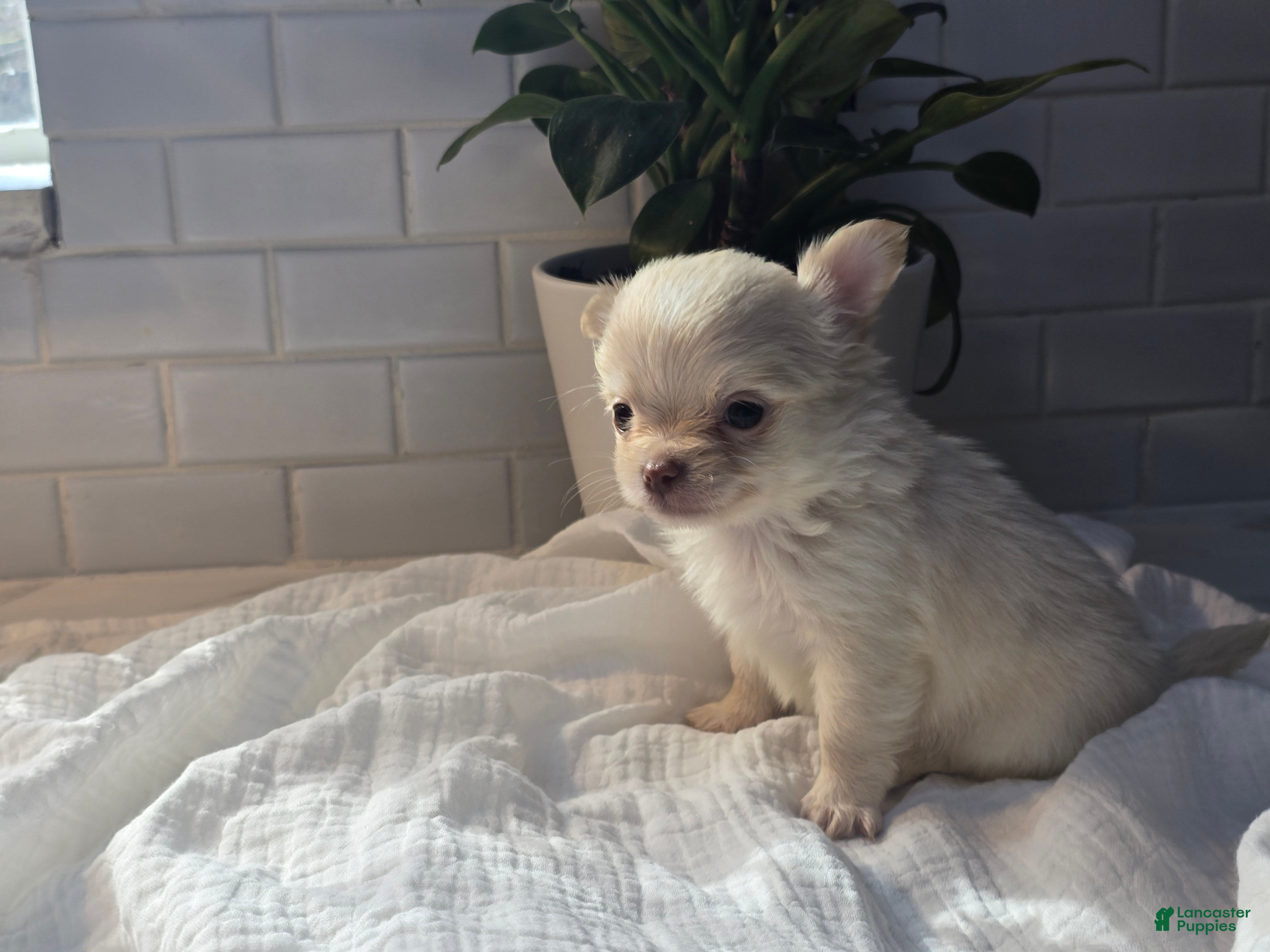 Cream Chihuahua Puppies for sale Lancaster Puppies