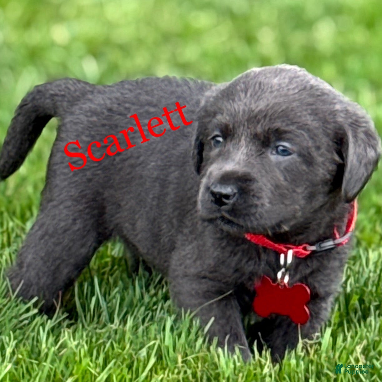 Labrador Retriever dogs Labrador Retriever Puppy 1 - Ad 1