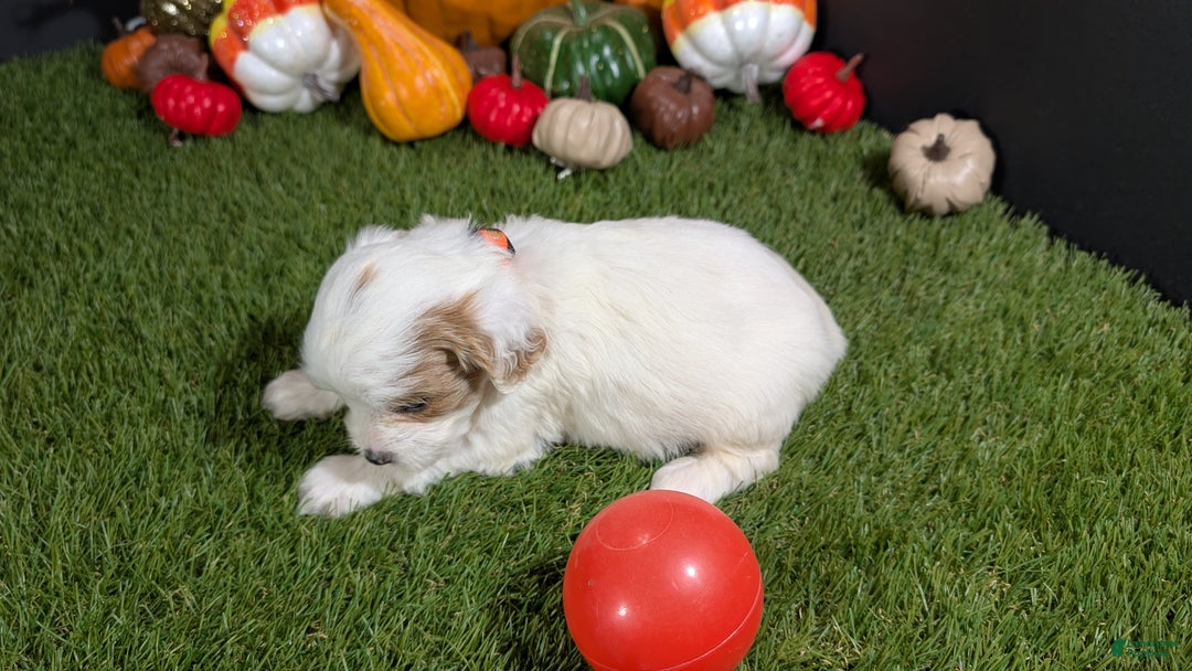 Cavapoo dogs for sale: Cavapoo Puppy 6 - Ad 4