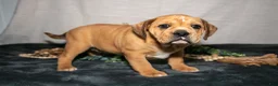 Beabull dogs for sale: Rebecca - Ad 3