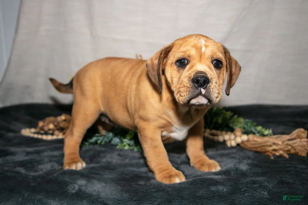 Beabull dogs for sale: Rebecca - Ad 3