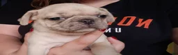 Pug dogs for sale: Aowen - Ad 1