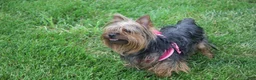 Yorkshire Terrier dogs for sale: Cairo - Ad 4