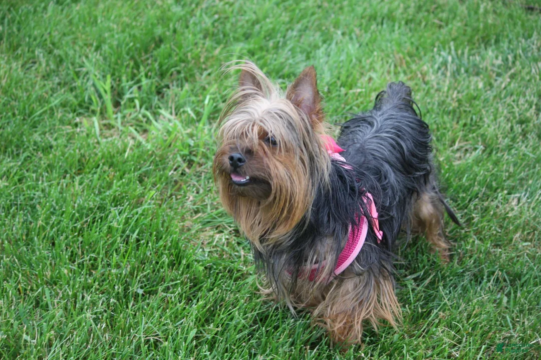 Yorkshire Terrier dogs for sale: Cairo - Ad 4
