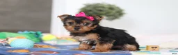 Yorkshire Terrier dogs for sale: Hazel - Ad 5