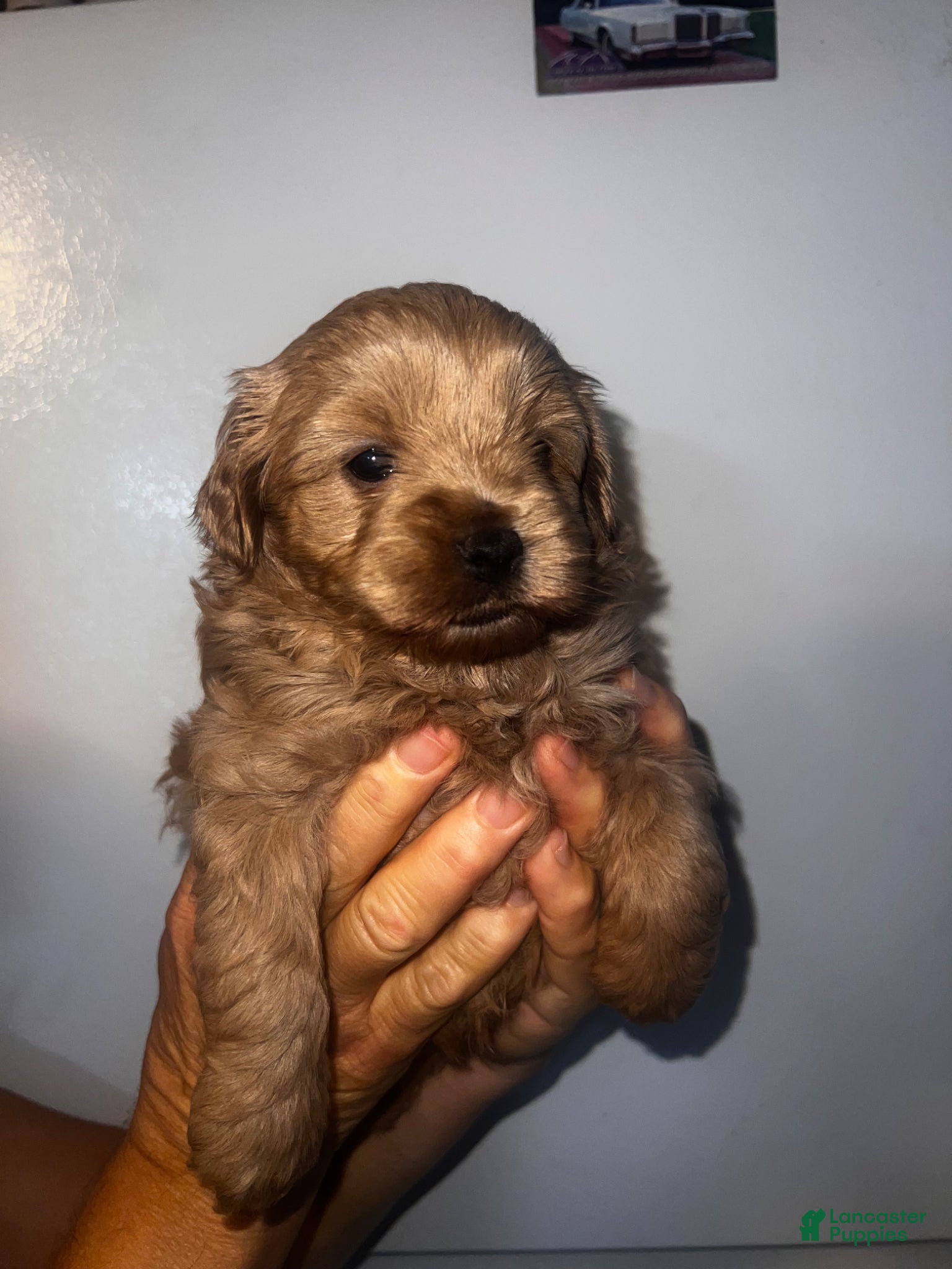 Cavapoo dogs Maple - Ad 1