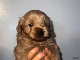 Cavapoo dogs Maple - Ad 1