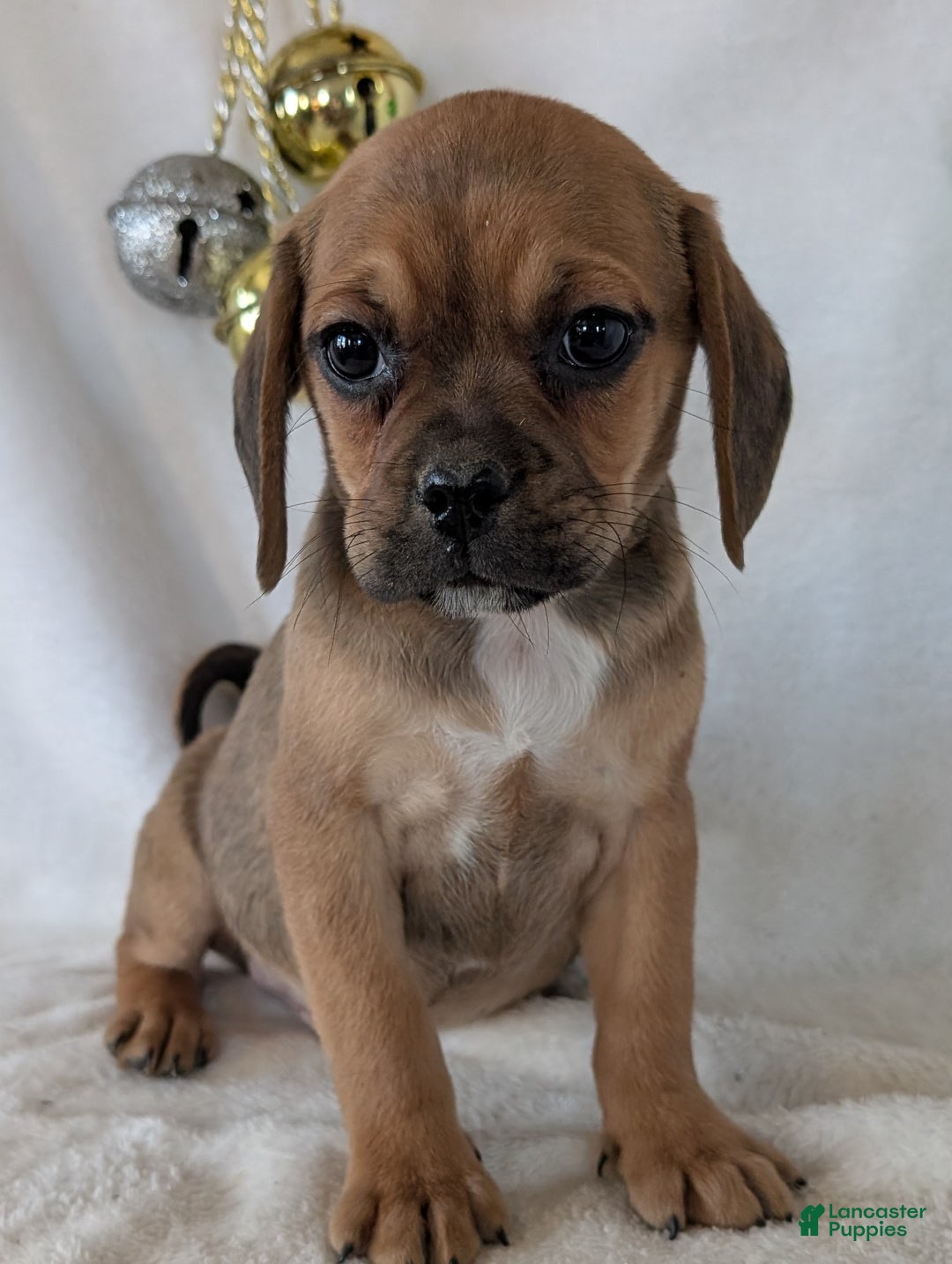 Puggle dogs for sale: Buddy  - Ad 10