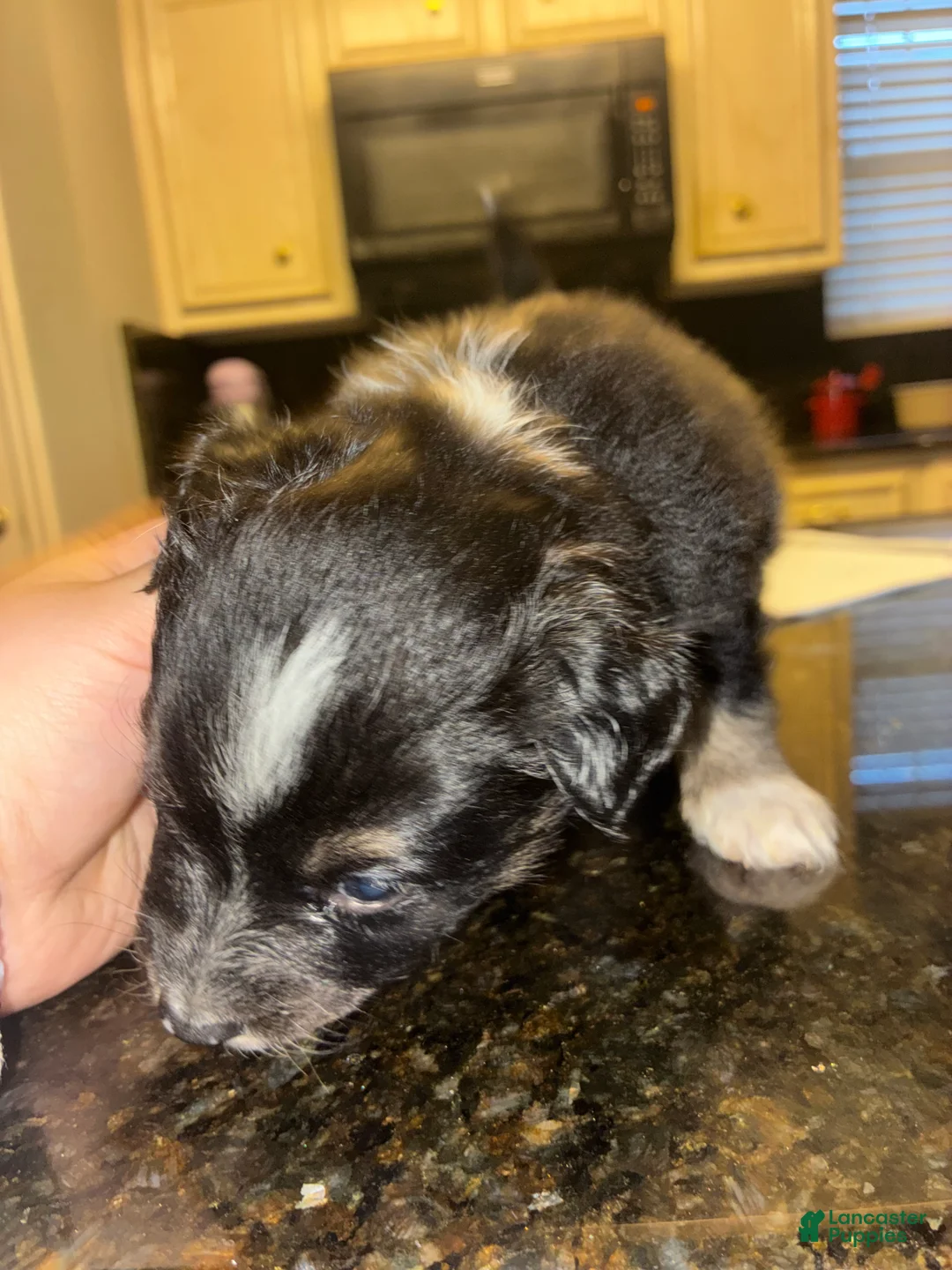 Miniature Australian Shepherd dogs for sale: Miniature Australian Shepherd Puppy 7 - Ad 2