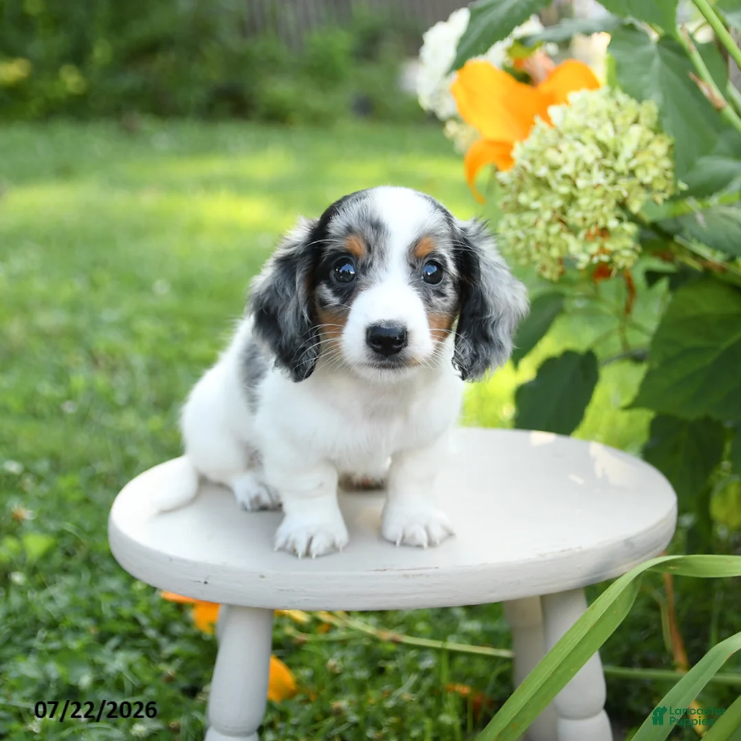 Miniature Dachshund dogs for sale: Parker - Ad 2