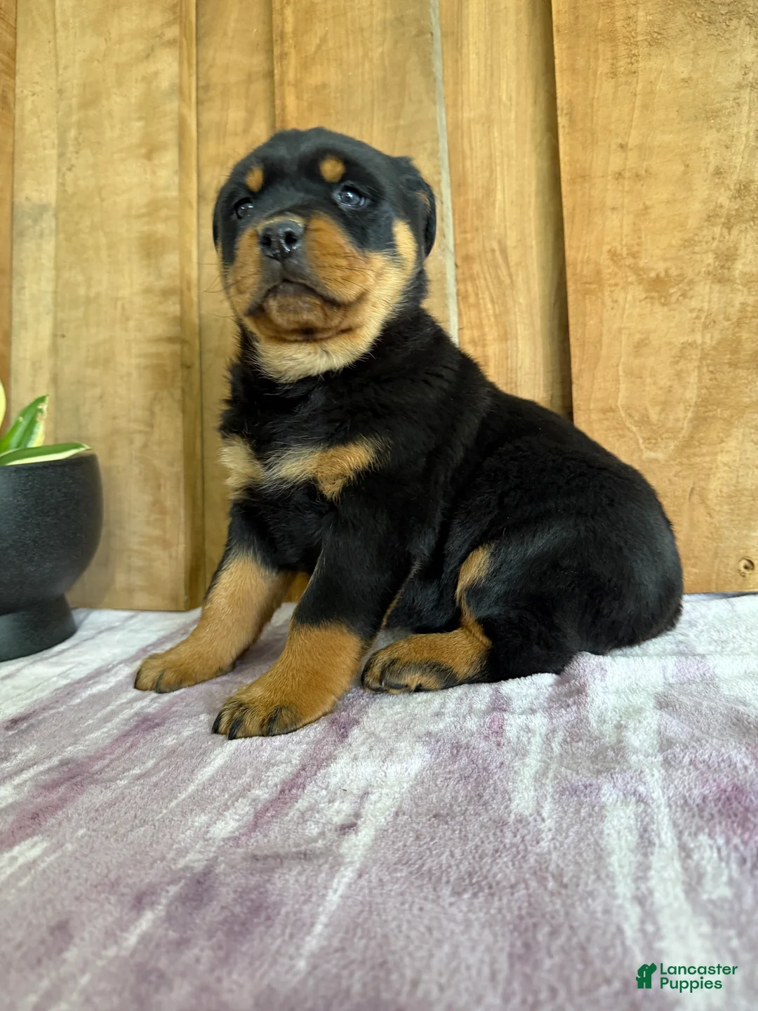 Rottweiler dogs for sale: Lucas - Ad 18