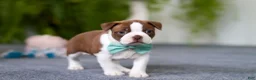 Boston Terrier dogs for sale: Rocky - Ad 2