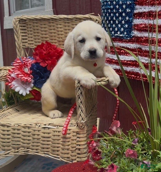 Labrador Retriever dogs for sale: Labrador Retriever Puppy 4 - Ad 3
