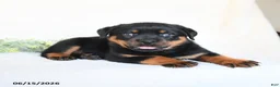 Rottweiler dogs for sale: Andy - Ad 4