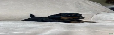 Miniature Dachshund 2