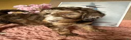 Labradoodle dogs for sale: Labradoodle 6 - Ad 8