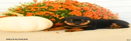 Rottweiler dogs for sale: Prudence - Ad 4