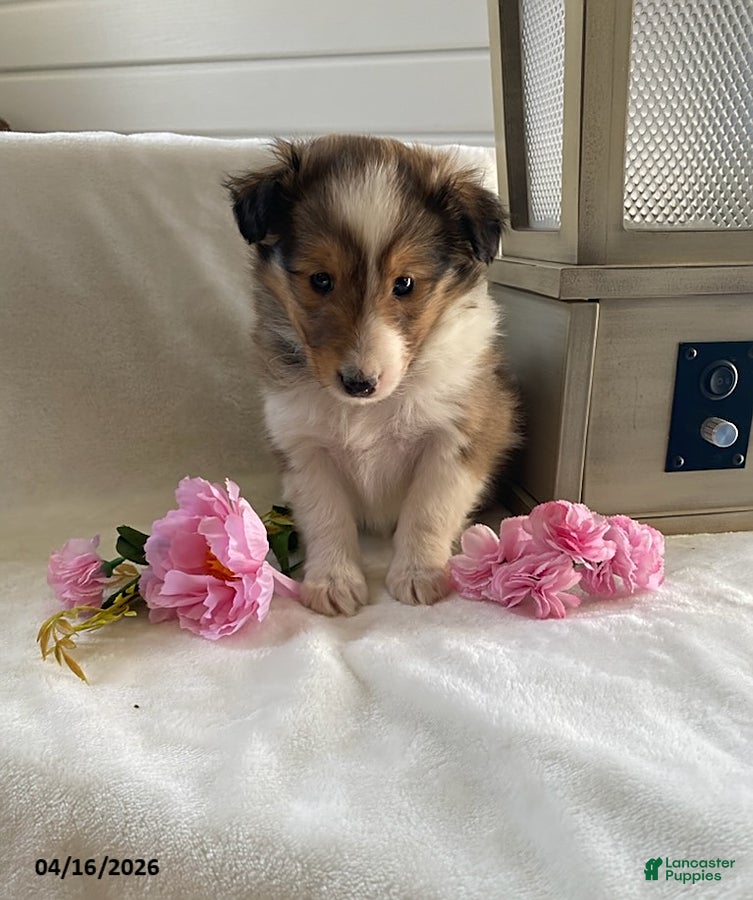 Shetland Sheepdog dogs Trixie - Ad 3