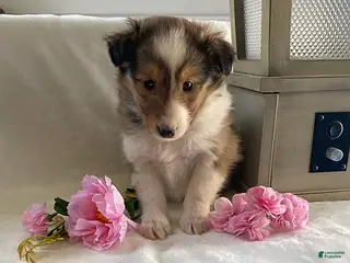 Shetland Sheepdog dogs Trixie - Ad 3