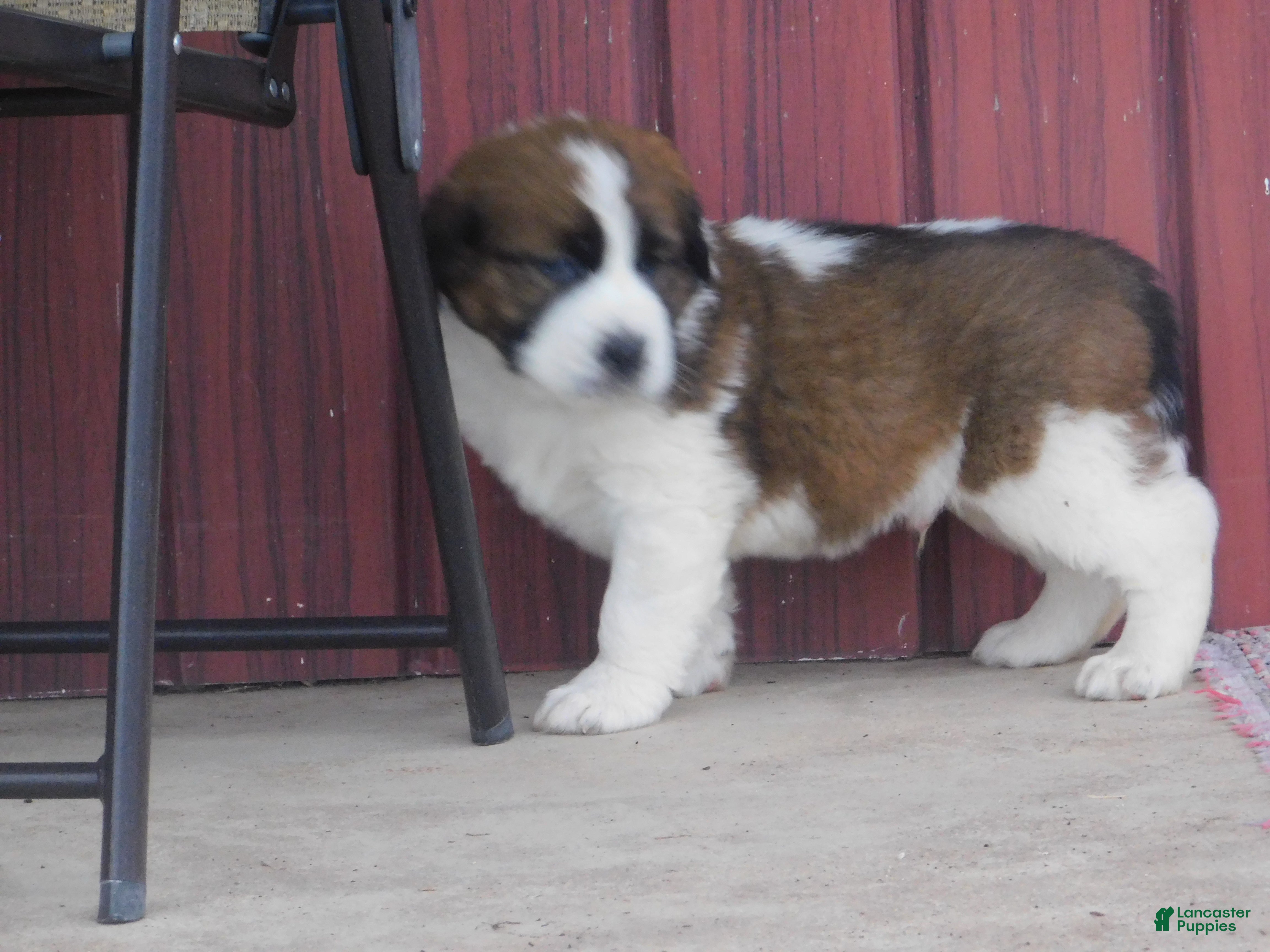 Saint Bernard dogs Silverado - Ad 2