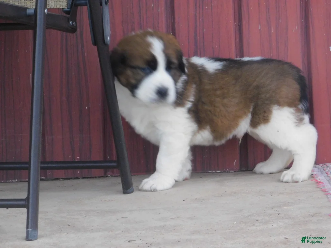Saint Bernard dogs for sale: Silverado - Ad 2