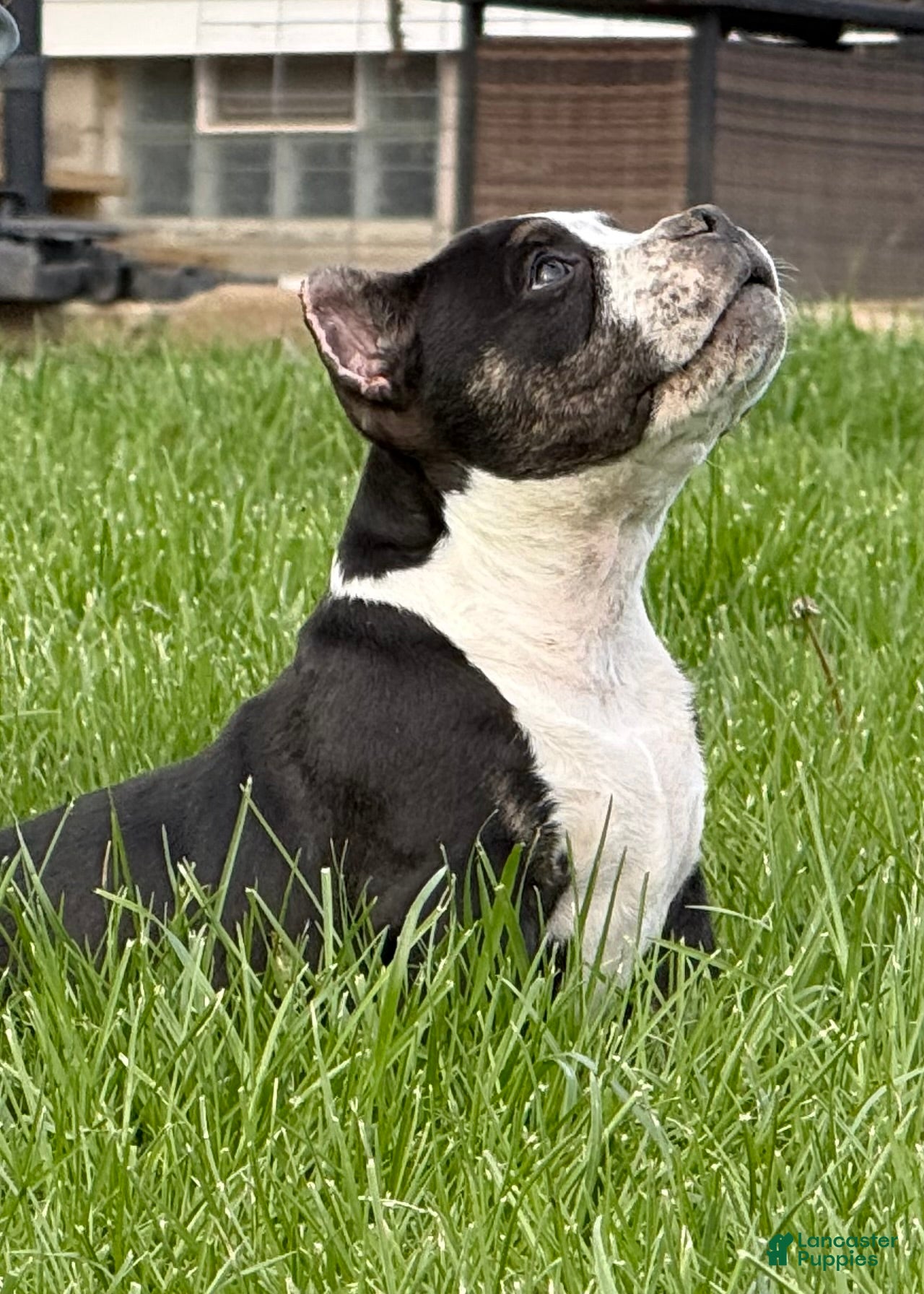 American Bully dogs Ticked Black trindle female  - Ad 2