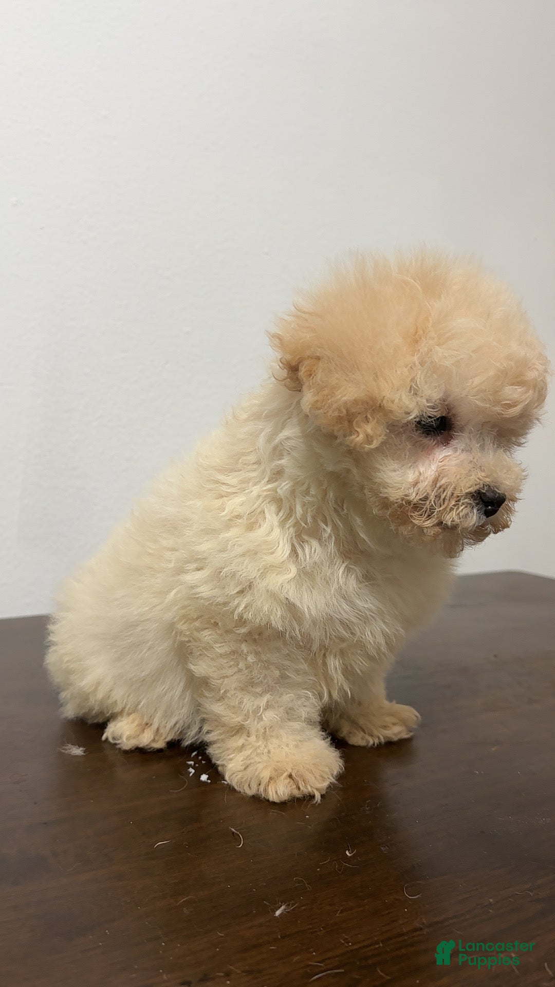 Miniature Poodle dogs for sale: Bella - Ad 6