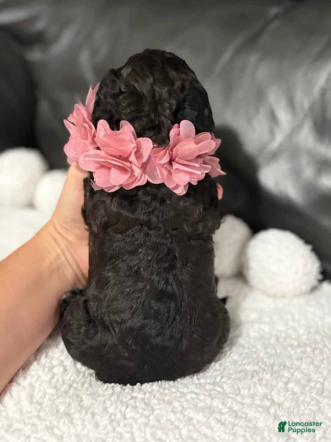 Cavapoo dogs for sale: Luvie - Ad 7