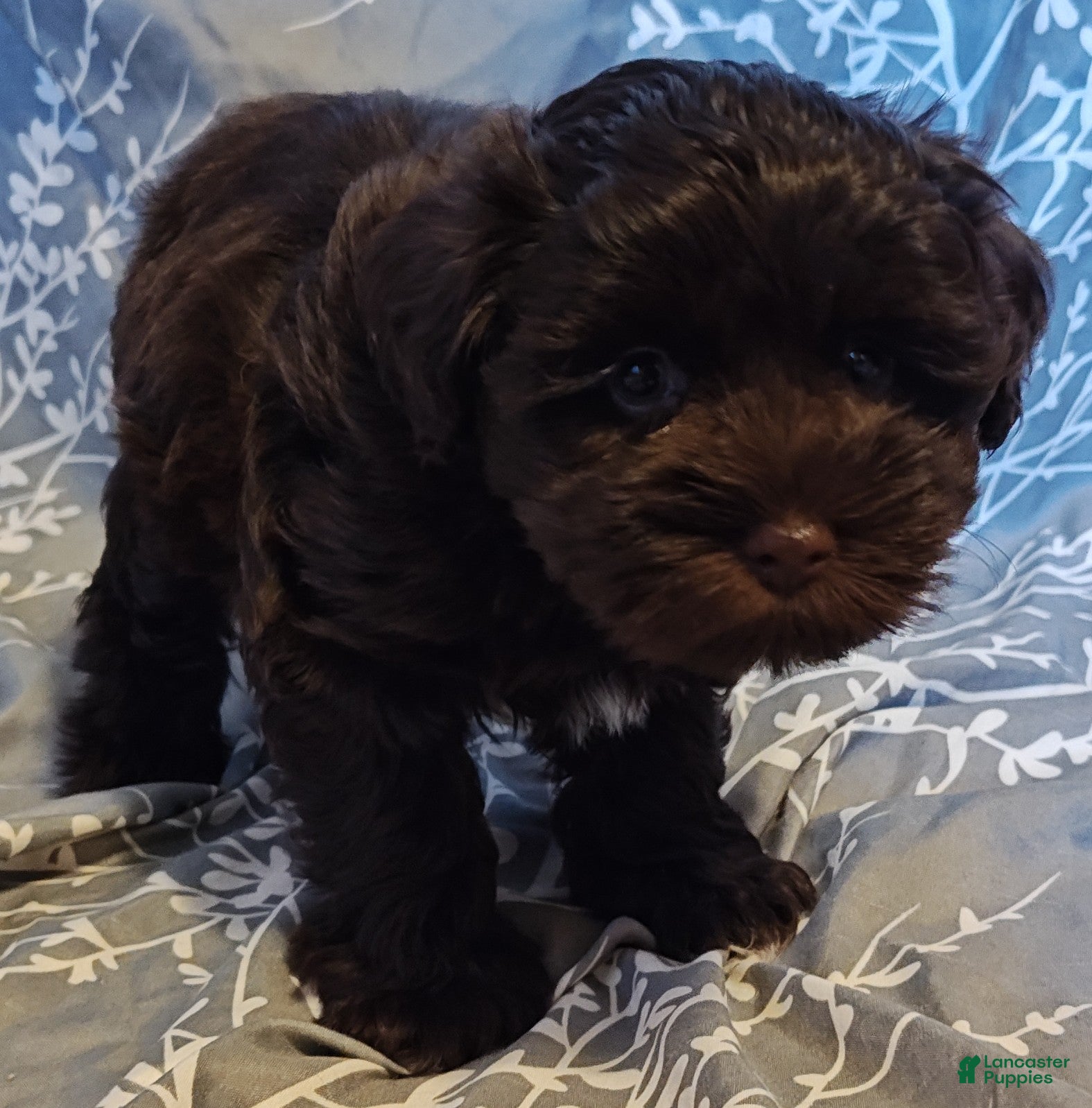 Miniature Schnauzer dogs STOP! WAIT! LOOK at it, just look at this adorable lil face! - Ad 1