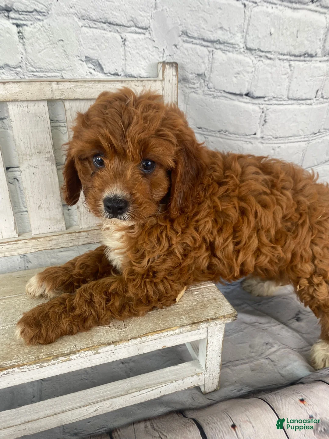 Cavapoo dogs for sale: Bentley - Ad 13