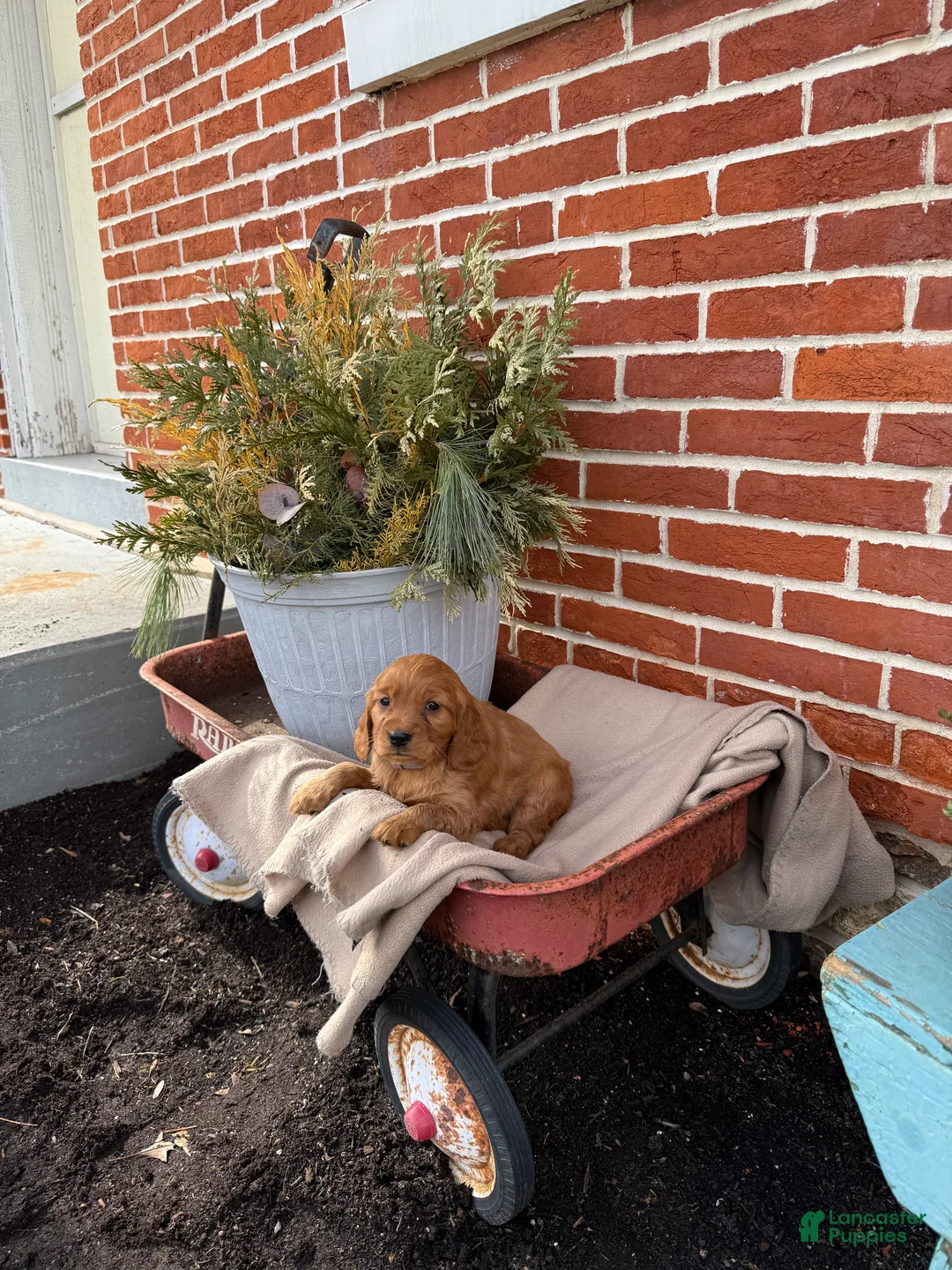 Miniature Golden Retriever dogs for sale: Miniature Golden Retriever Puppy 3 - Ad 7