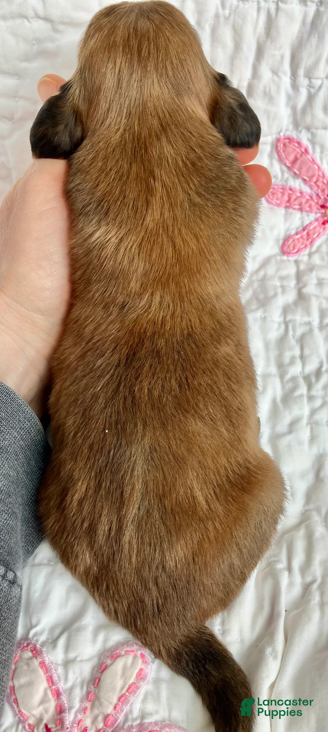 Miniature Dachshund dogs for sale: Coco Bean of St. Wiggles - Ad 10