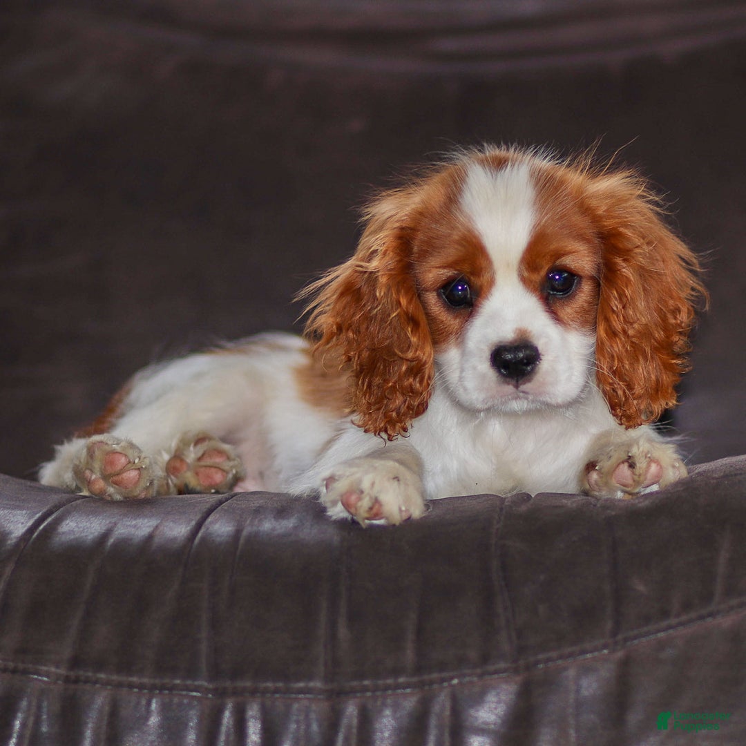 Cavalier King Charles Spaniel dogs for sale: Cash - Ad 2