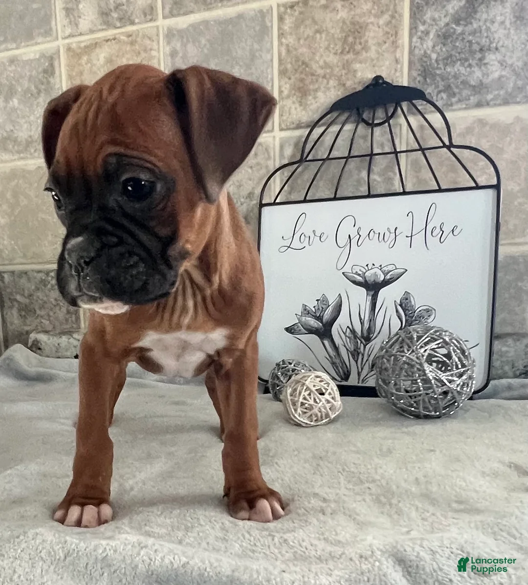 Boxer dogs for sale: Lindsay - Ad 5
